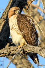 RedTail-350.jpg