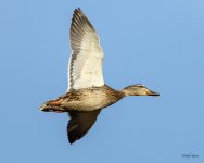 MallardFlight-300.jpg
