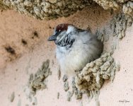 HouseSparrowNest-300.jpg