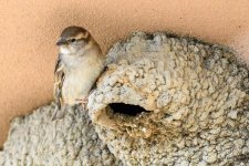 HouseSparrowNest-301.jpg