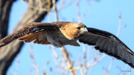 RedTail-342.jpg