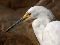 Egret2.jpg