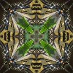 Swallowtail4upSmall.jpg