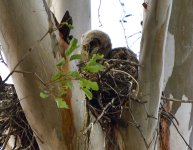 _ROY3344.JPG