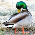 Mallards-300.jpg