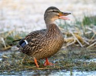 Mallards-301.jpg