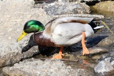 Mallards-303.jpg