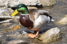 Mallards-304.jpg