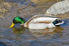 Mallards-305.jpg