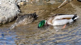 Mallards-306.jpg