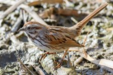 SongSparrow-300.jpg