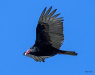 Vulture-300.jpg