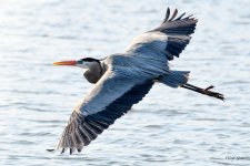 GBHFlight-305.jpg