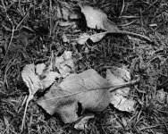 Leaves-301.jpg