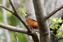 Robin 500_4788.jpg