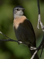 Blurbird.jpg