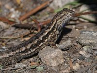 Lizard.jpg
