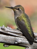 Hummer4.jpg