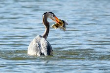 GBHCatch-343.jpg