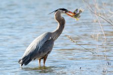 GBHCatch-341.jpg