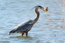 GBHCatch-342.jpg