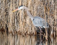 GBH-340.jpg
