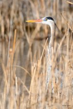 GBH-342.jpg