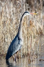 GBH-344.jpg