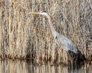 GBH-341.jpg