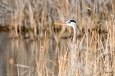 GBH-343.jpg