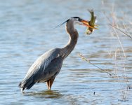 GBHCatch-340.jpg