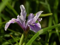 Iris.jpg