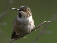 Hummer4.jpg
