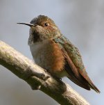 Hummer14.jpg