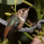 Hummer21.jpg