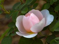 Rose.jpg