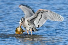 BlueHeronCatch-348.jpg