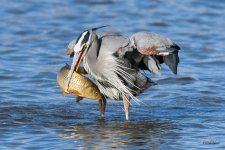 BlueHeronCatch-347.jpg