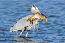 BlueHeronCatch-344.jpg
