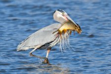BlueHeronCatch-343.jpg