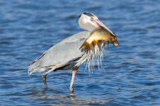 BlueHeronCatch-342.jpg