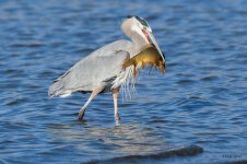 BlueHeronCatch-341.jpg