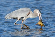 BlueHeronCatch-340.jpg