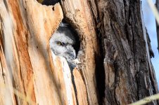 TwinLakesOwl-300.jpg