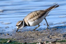 Killdeer-300.jpg
