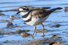 Killdeer-301.jpg