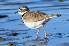 Killdeer-302.jpg