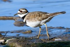 Killdeer-303.jpg