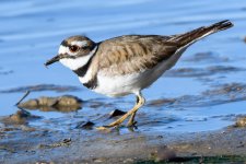 Killdeer-305.jpg
