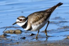 Killdeer-306.jpg